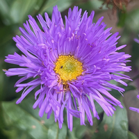 Erigeron compositus var. discoideus 'Darkest of Al